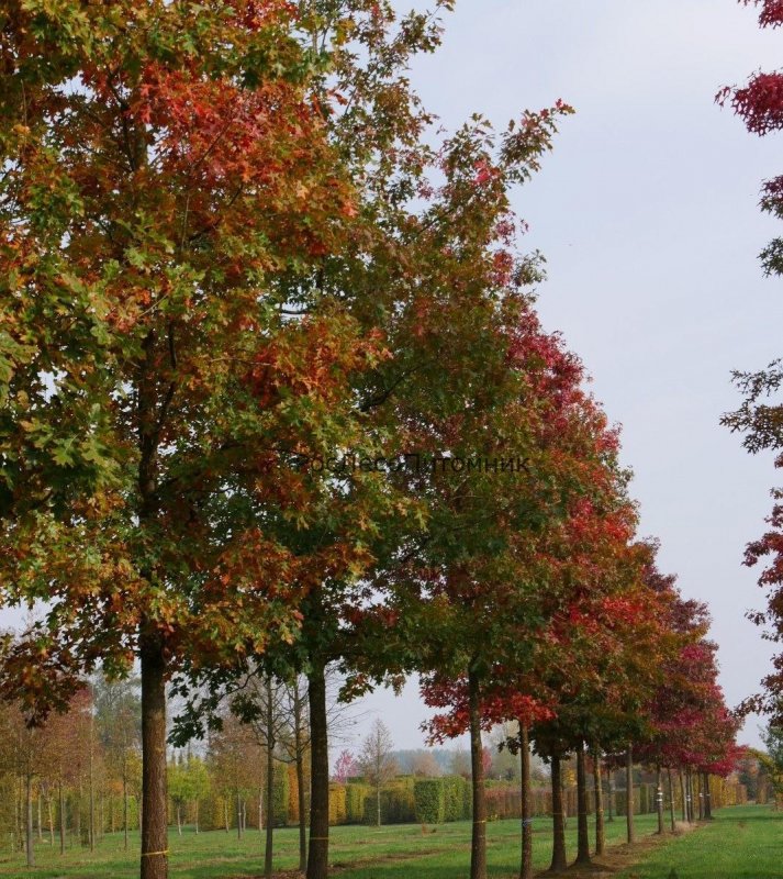 Дуб красный Quercus rubra