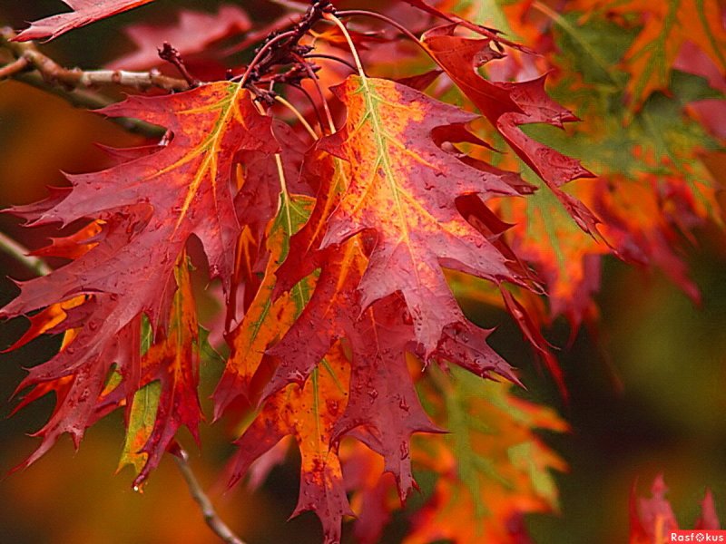 Дуб красный, Северный Quercus rubra