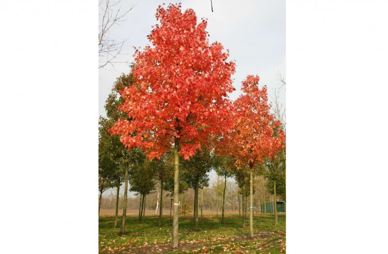 Дуб красный Quercus rubra