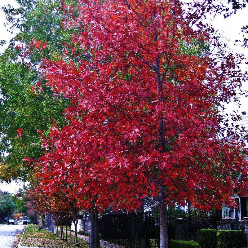 Дуб красный Quercus rubra
