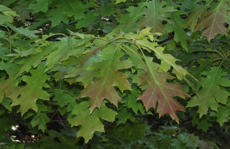 Дуб красный, Северный Quercus rubra