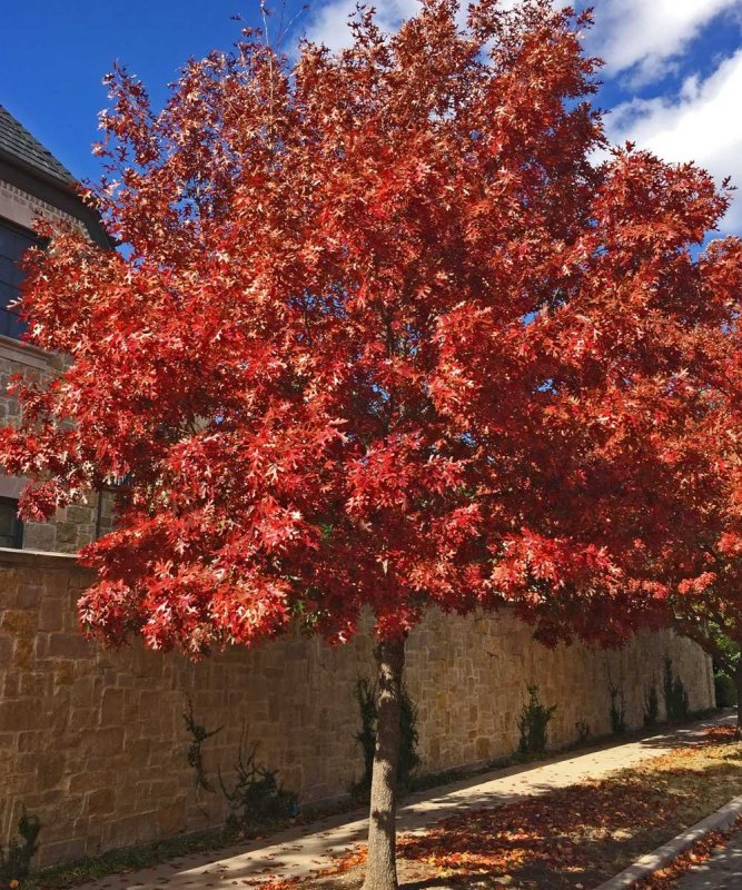 Дуб красный Quercus rubra