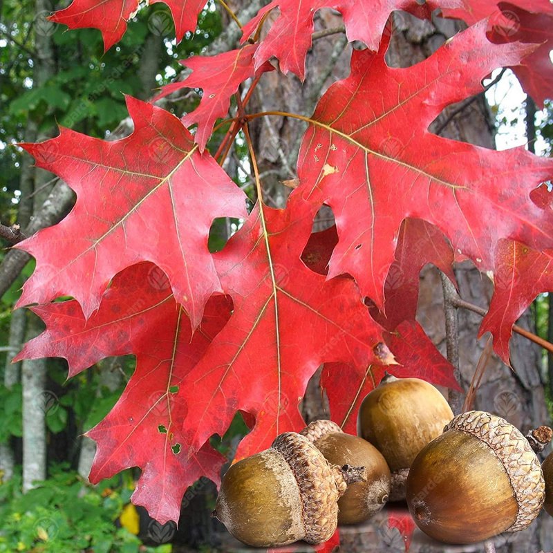 Дуб красный Quercus rubra