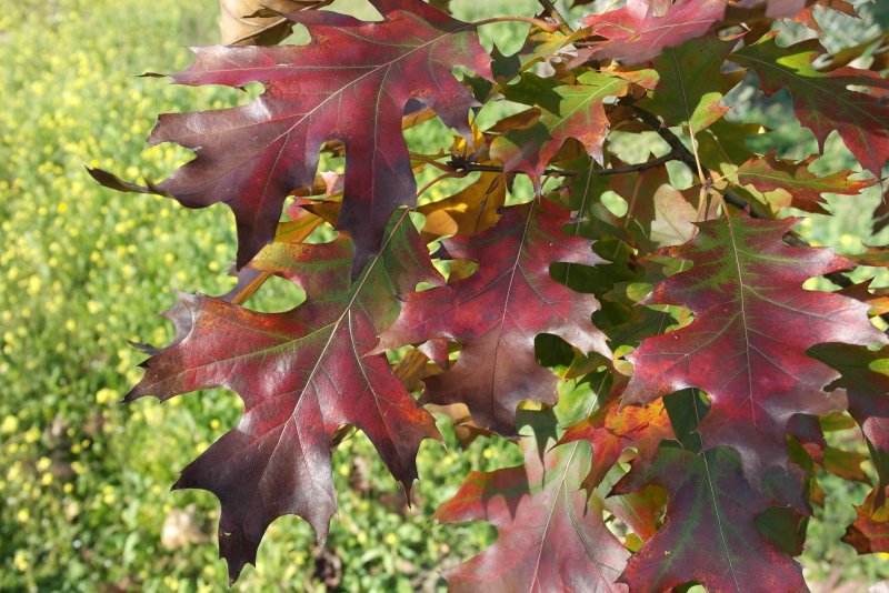 Клен Quercus rubra