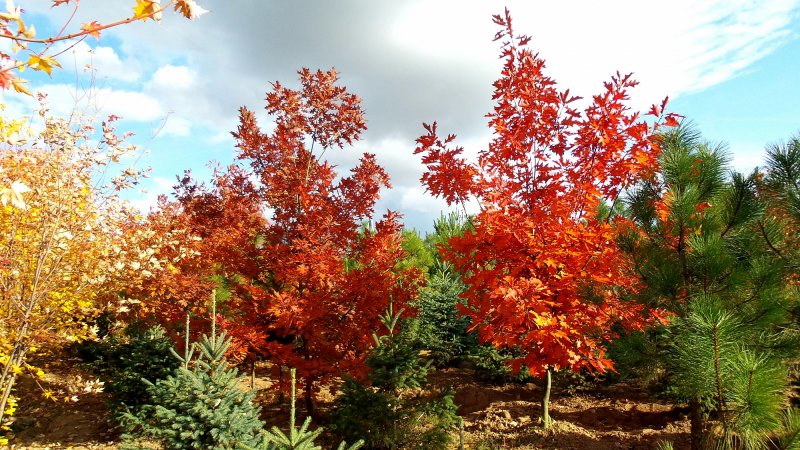 Дуб красный, Северный Quercus rubra