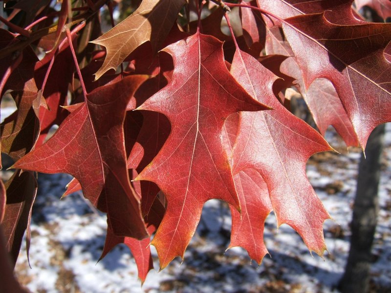 Дуб красный, Северный Quercus rubra
