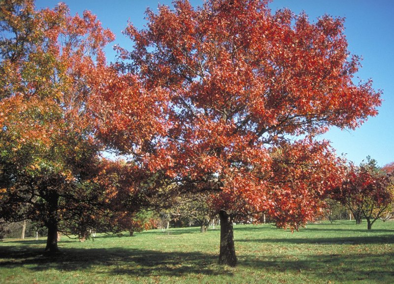 Дуб красный Quercus rubra