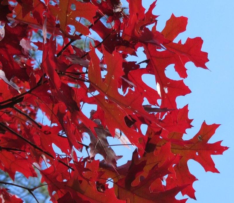 Клен красный Acer rubrum