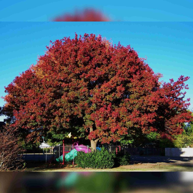 Дуб красный Quercus rubra