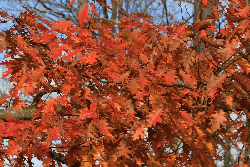 Дуб красный Quercus rubra