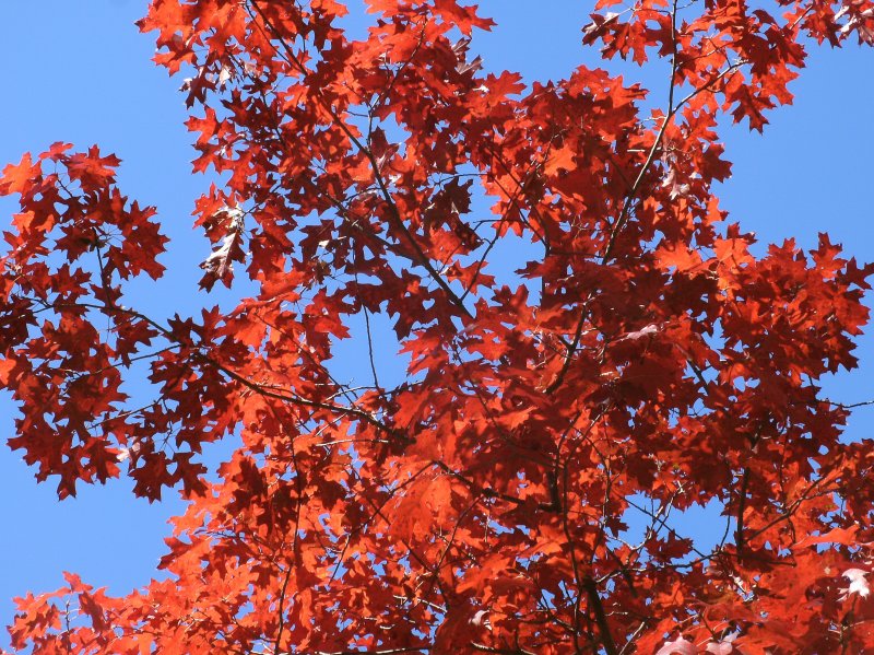 Семена дуб красный Quercus
