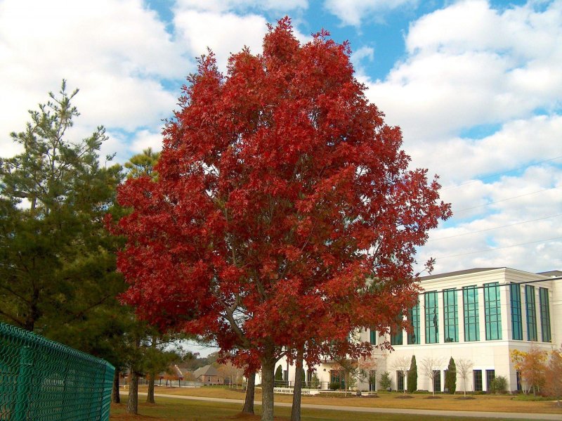 Дуб красный Quercus rubra