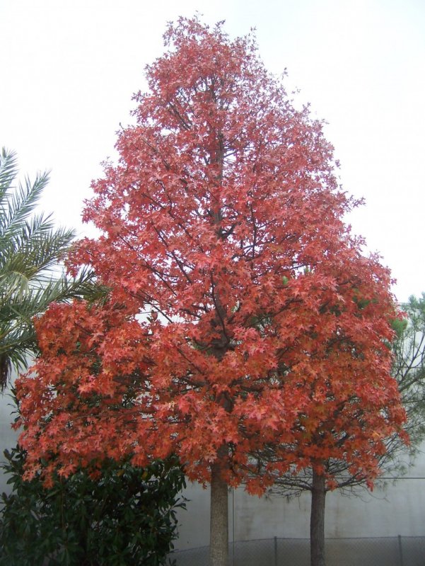 Дуб красный Quercus rubra
