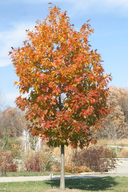 Дуб красный Quercus rubra