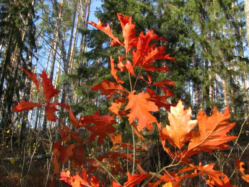 Клен autumn Radiance