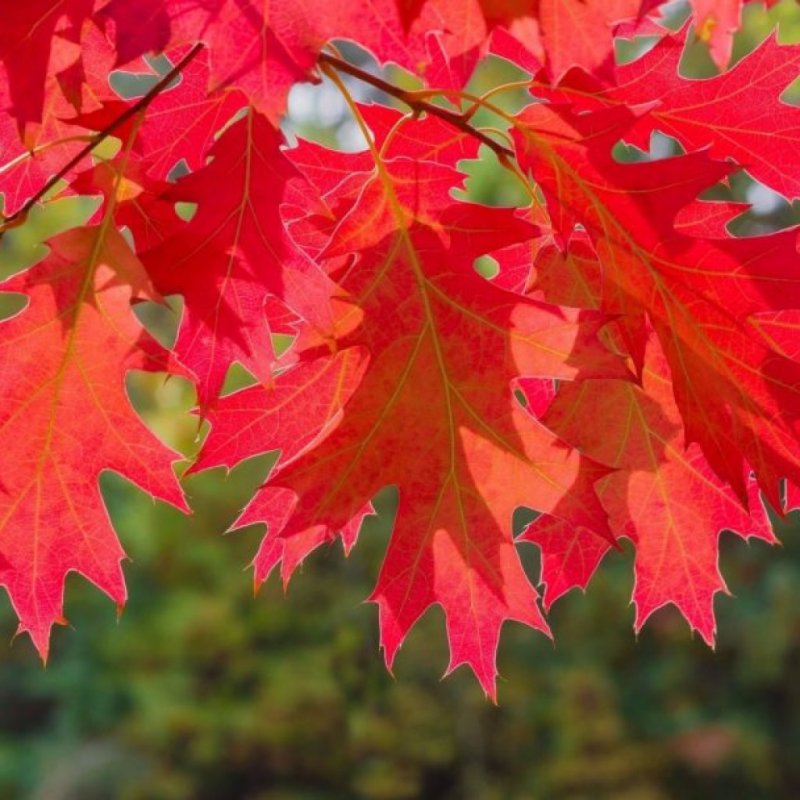 Дуб Quercus rubra