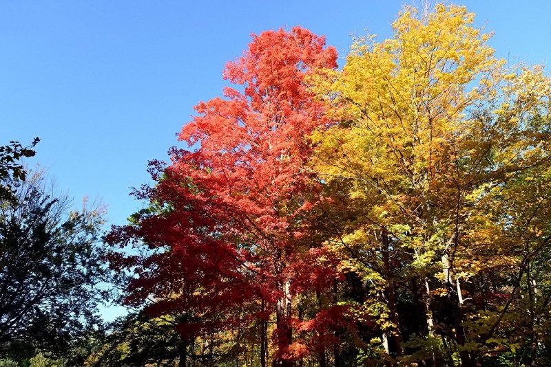 Дуб шарлаховый Quercus coccinea