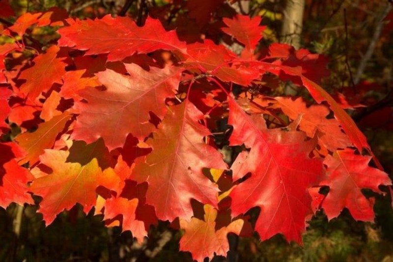 Дуб красный, Северный Quercus rubra