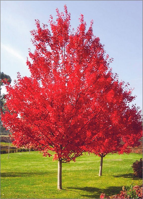 Дуб красный, Северный Quercus rubra
