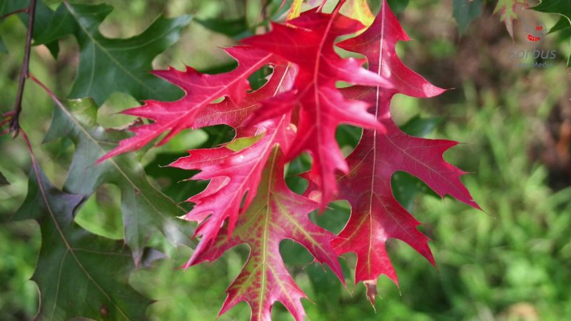 Дуб красный Quercus rubra