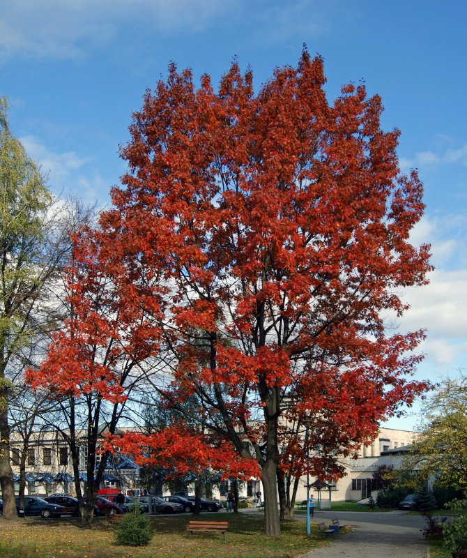 Дуб красный Quercus rubra