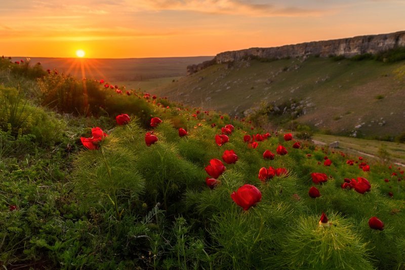Пион дикий Крымский