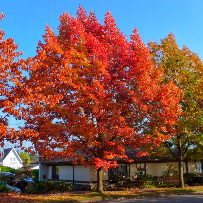 Дуб красный Quercus rubra