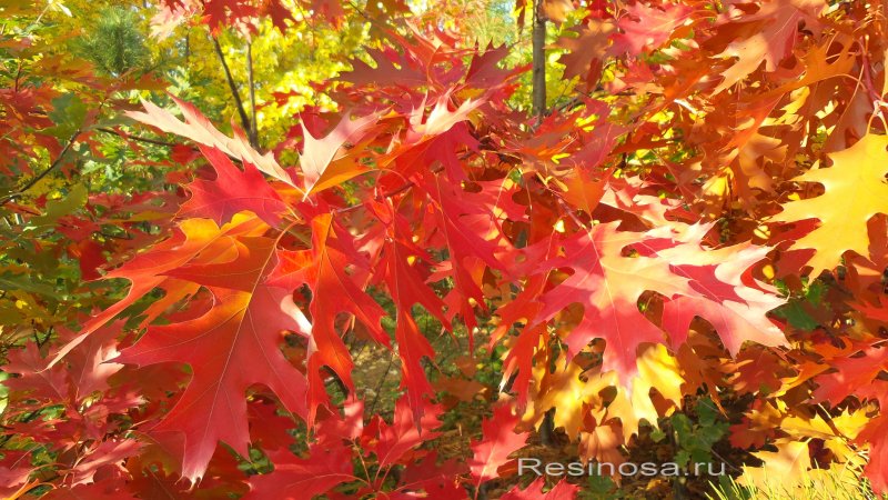Красный Quercus rubra