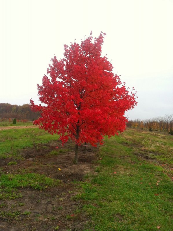 Дуб красный / Quercus rubra лист