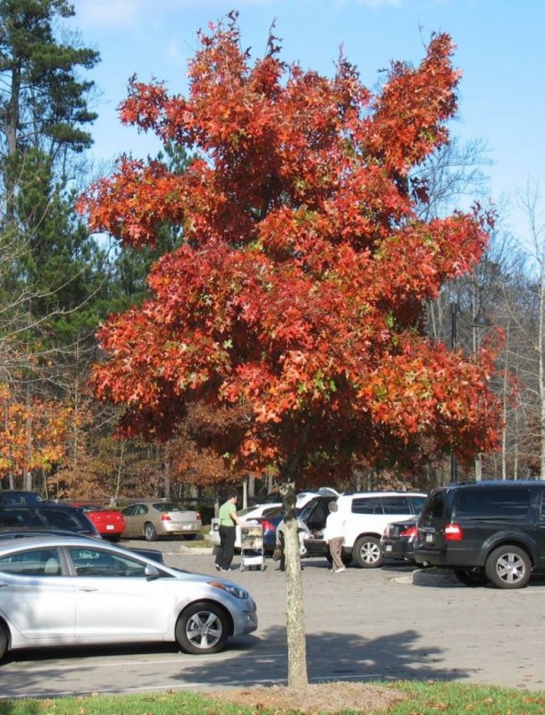 Acer freemanii autumn Blaze