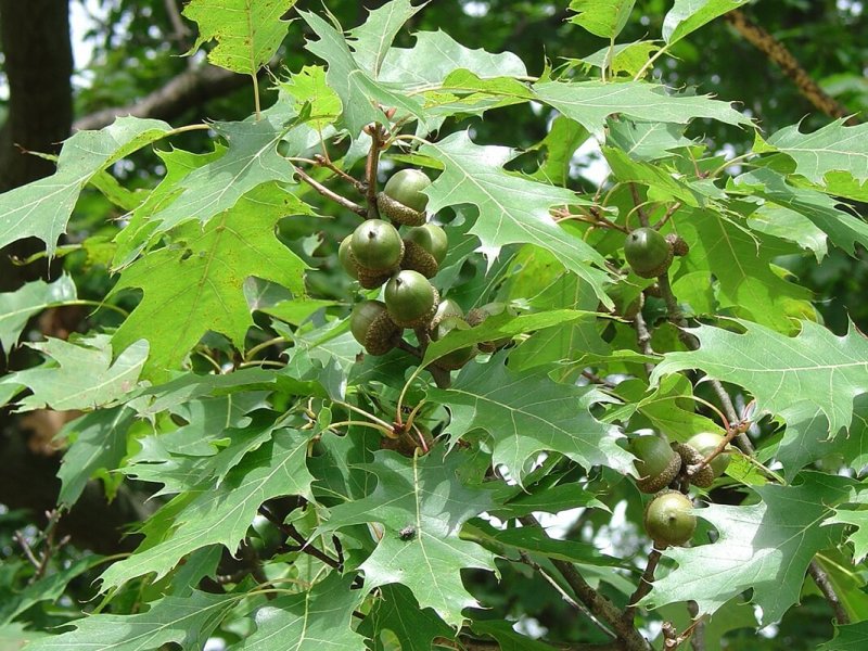 Quercus rubra 'Rocket'