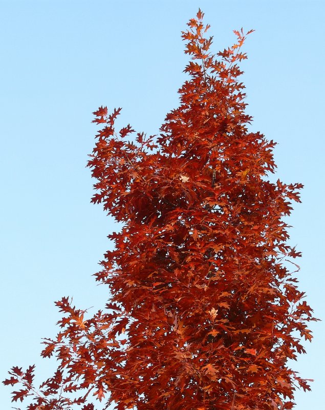 Семена дуб красный Quercus