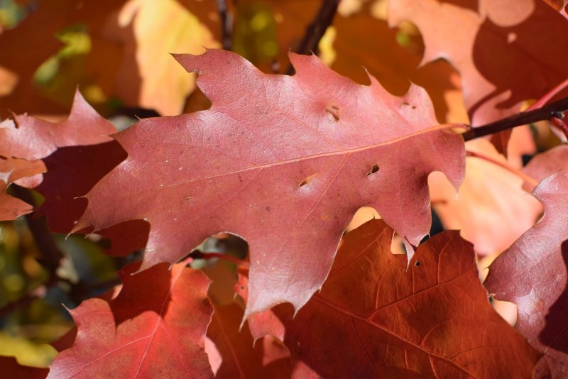 Дуб красный ( Quercus rubra ) с3