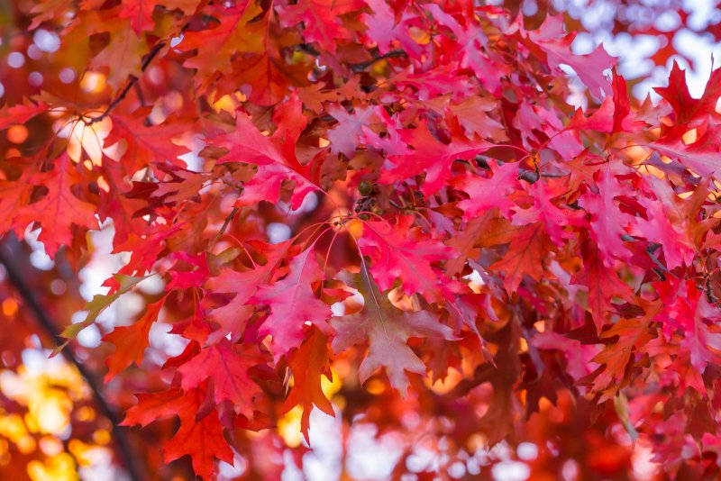 Дуб красный / Quercus rubra лист