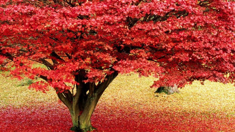 Дуб красный (Северный) Quercus rubra l. Quercus Borealis