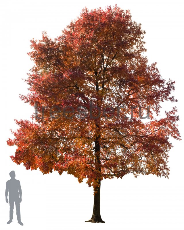 Дуб Quercus rubra
