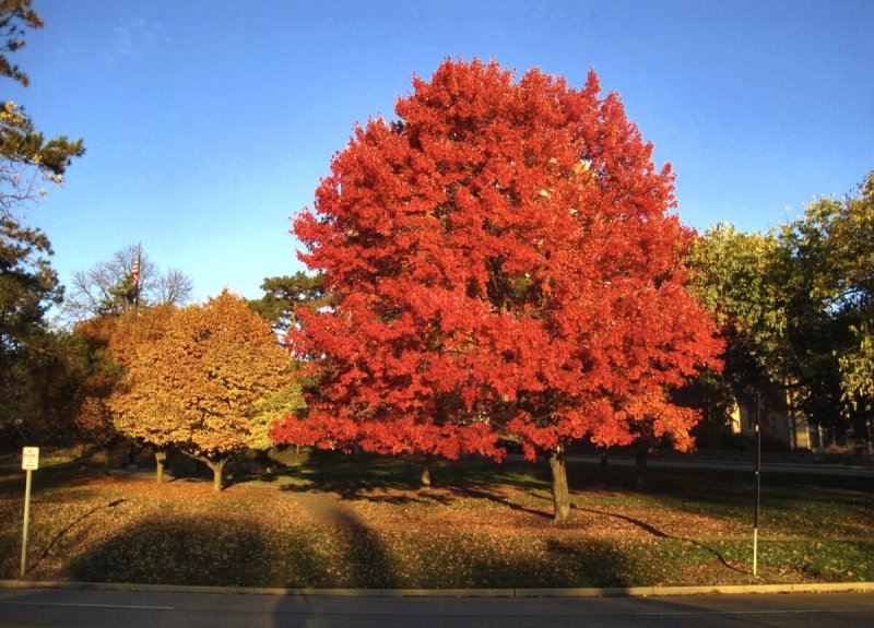 Дуб красный Quercus rubra
