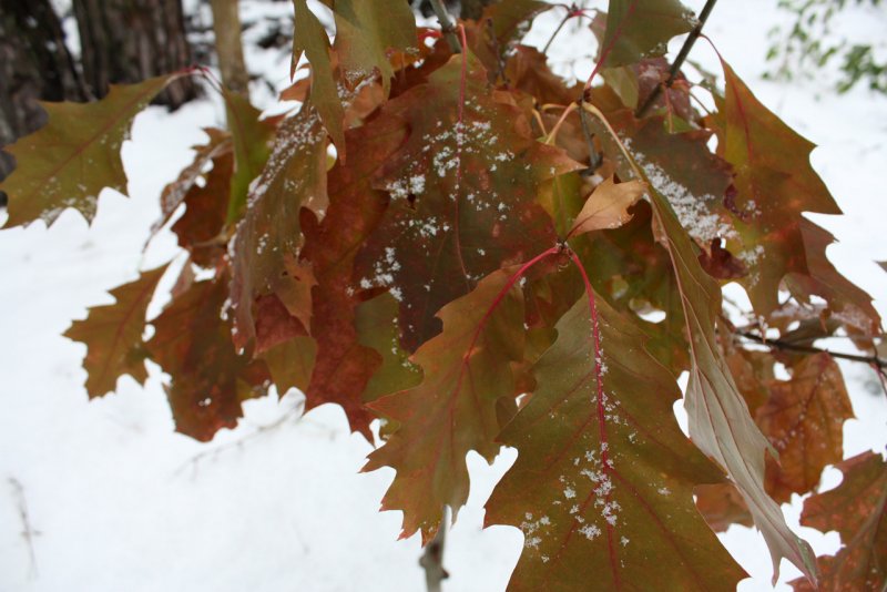 Дуб красный Quercus rubra