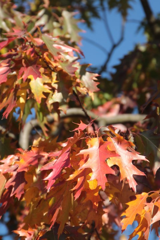 Дуб красный Quercus rubra