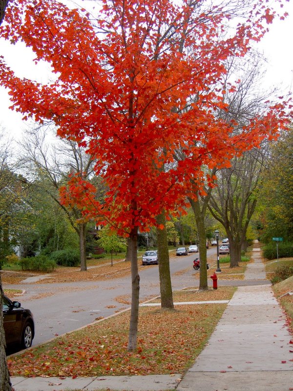 Дуб Quercus rubra