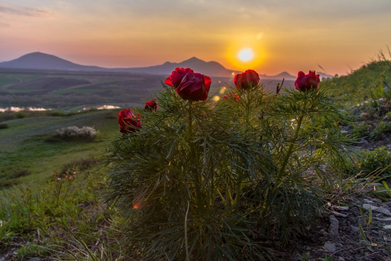 Пион Крымский плоды