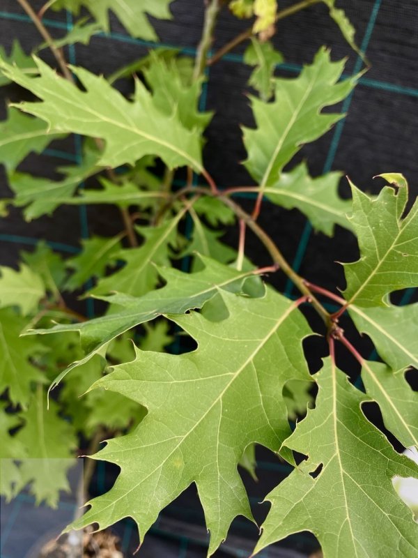 Дуб красный, Северный Quercus rubra