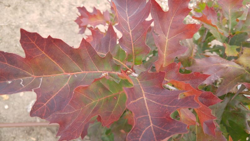 Дуб красный Quercus rubra