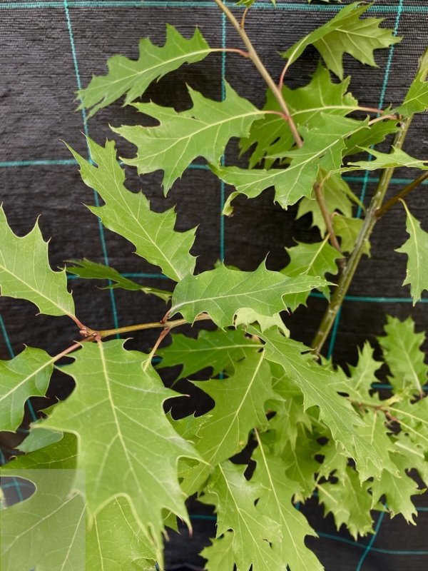 Семена дуб красный Quercus