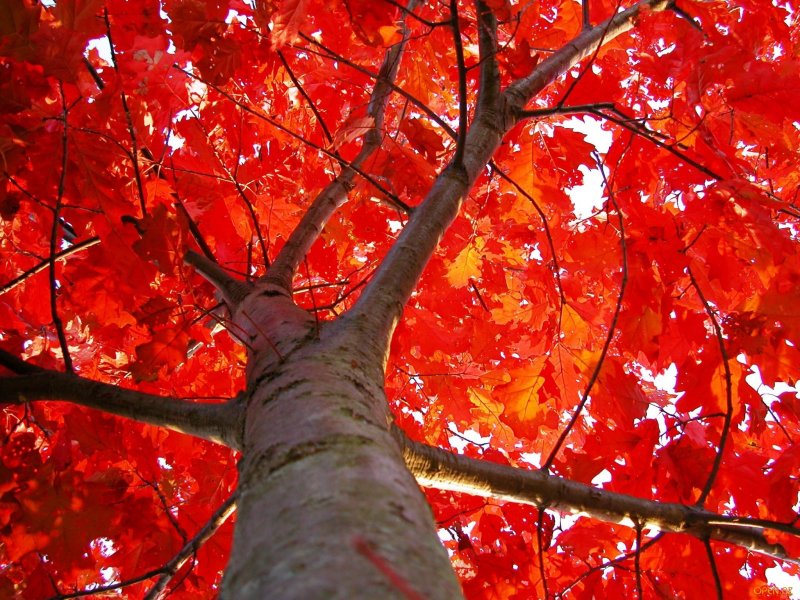 Дуб красный, Северный Quercus rubra