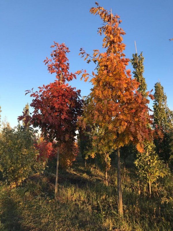 Клен красный Acer rubrum