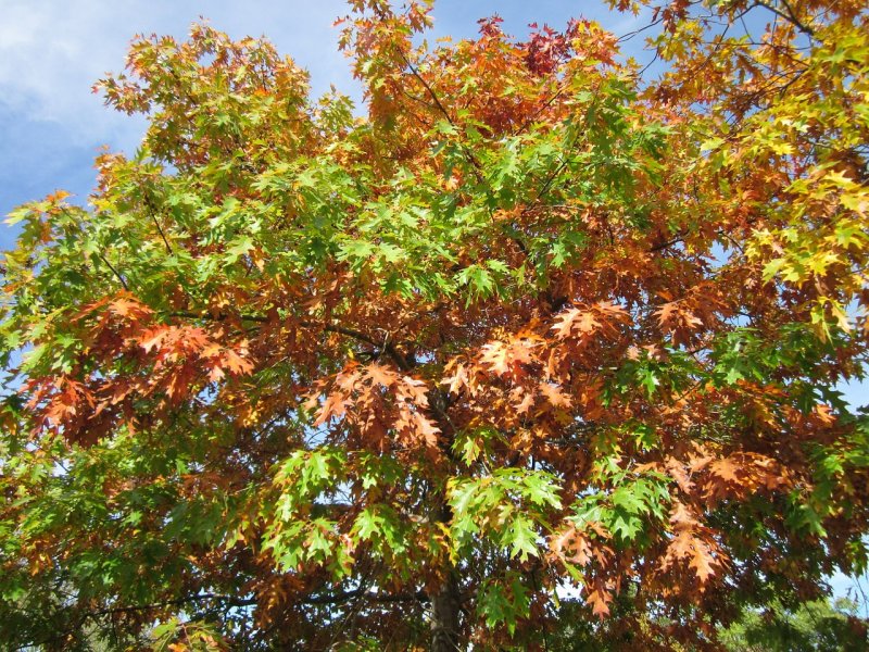 Дуб шарлаховый Quercus coccinea