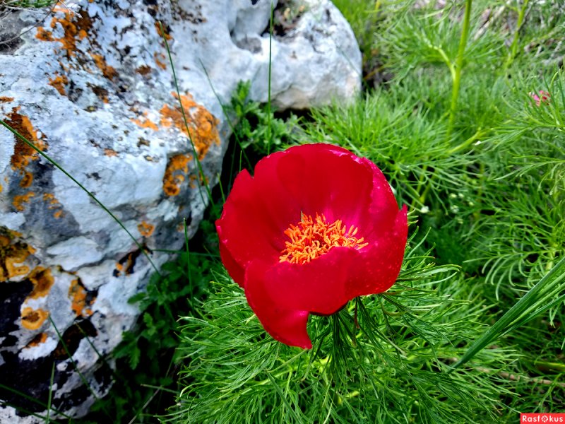 Дикие пионы в Крыму