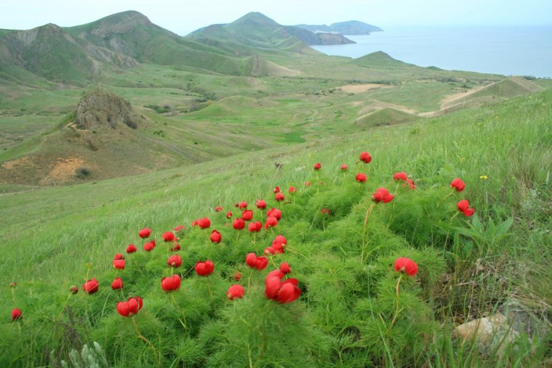 Крымский горный пион