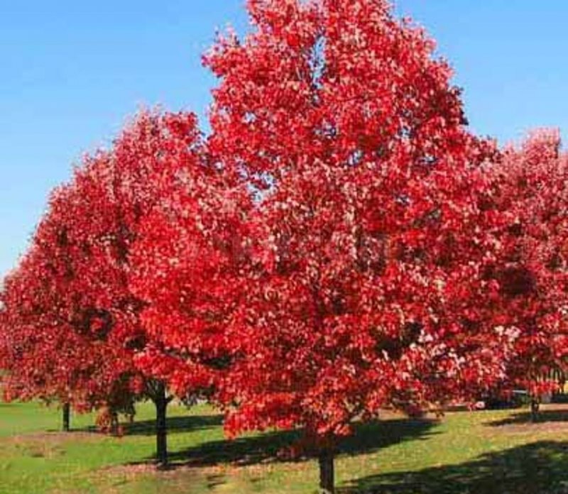 Дуб красный Quercus rubra